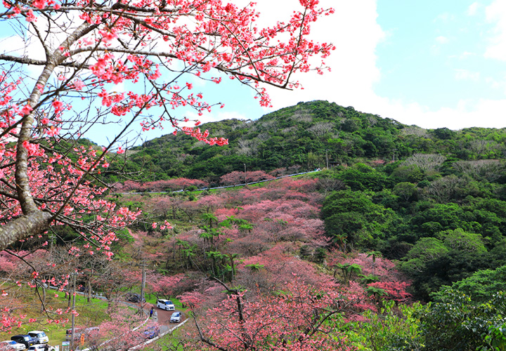 八重岳桜の森公園